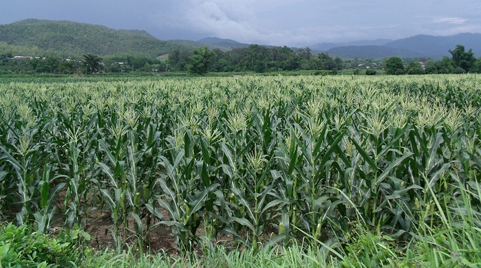 Campo de maíz