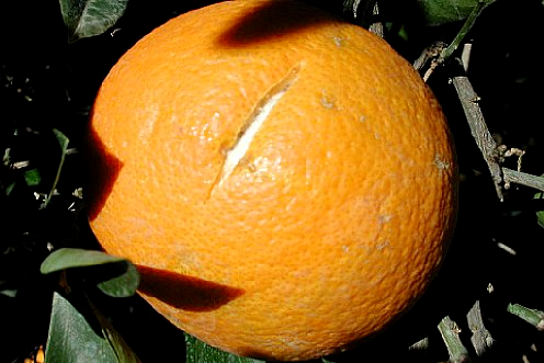 Rajado en una naranja