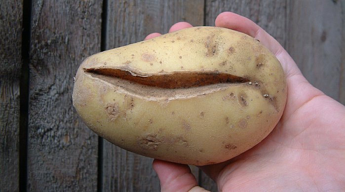 Exceso de agua puede resultar en grietas en los tubérculos.