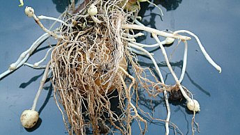 Iniciación de tubérculos