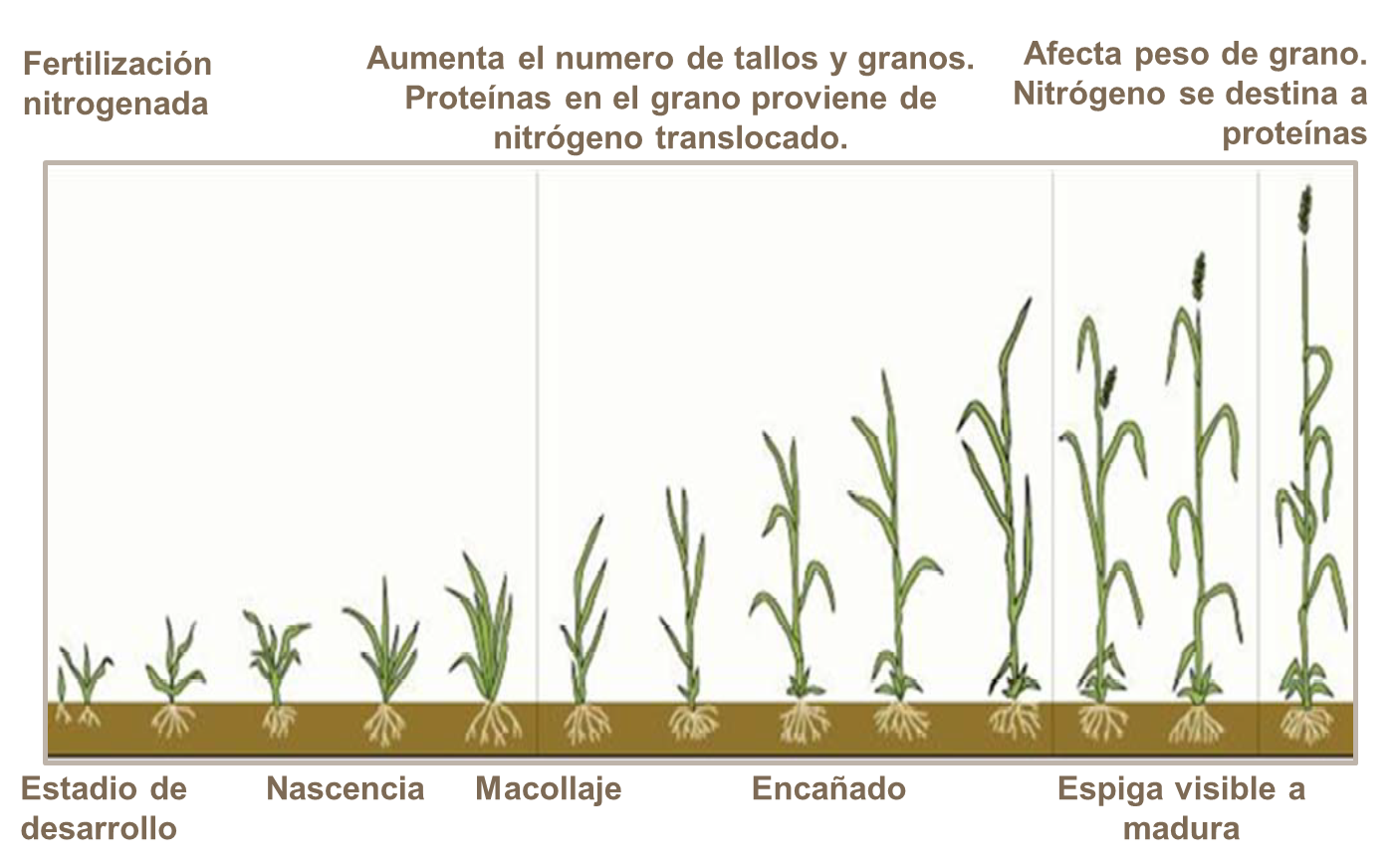 Estadios de desarrollo de trigo