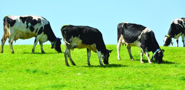 ganado lechero