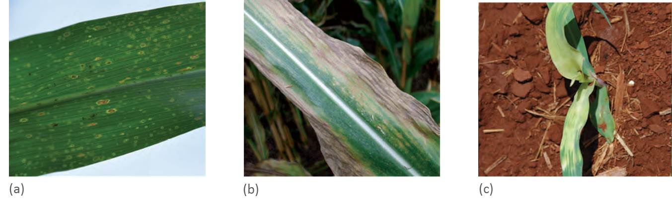 Cercosporelosis Helminthosporium